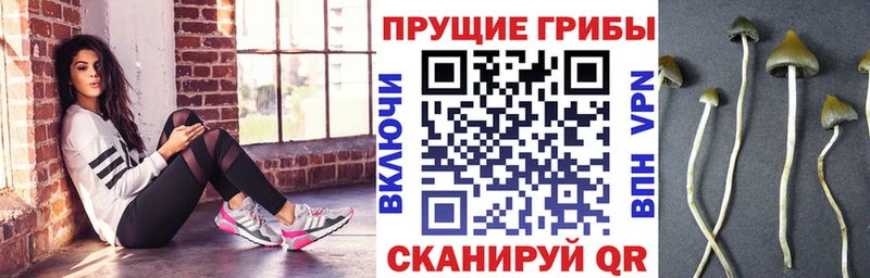 Купить где  Чадан  Псилоцибиновые грибы MAGIC MUSHROOMS 